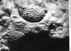 Historisches Foto von Mundopsidae indet. (NHMW-AFW-GEO-BACHMAYER-FOTO-1990-0041-0984)